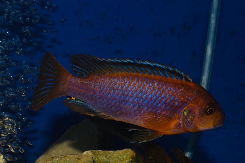 Iodotropheus sprengerae 'Makokola Reef'